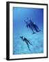Atlantic Spotted Dolphins, Bimini, Bahamas-Greg Johnston-Framed Photographic Print