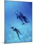 Atlantic Spotted Dolphins, Bimini, Bahamas-Greg Johnston-Mounted Photographic Print