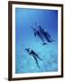 Atlantic Spotted Dolphins, Bimini, Bahamas-Greg Johnston-Framed Photographic Print