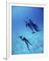 Atlantic Spotted Dolphins, Bimini, Bahamas-Greg Johnston-Framed Photographic Print