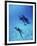 Atlantic Spotted Dolphins, Bimini, Bahamas-Greg Johnston-Framed Photographic Print