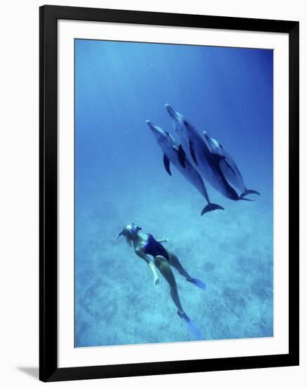 Atlantic Spotted Dolphins, Bimini, Bahamas-Greg Johnston-Framed Photographic Print