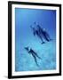 Atlantic Spotted Dolphins, Bimini, Bahamas-Greg Johnston-Framed Photographic Print