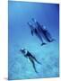 Atlantic Spotted Dolphins, Bimini, Bahamas-Greg Johnston-Mounted Photographic Print