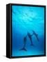 Atlantic Spotted Dolphins Underwater-Stuart Westmorland-Framed Stretched Canvas