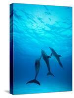 Atlantic Spotted Dolphins Underwater-Stuart Westmorland-Stretched Canvas