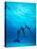 Atlantic Spotted Dolphins Underwater-Stuart Westmorland-Stretched Canvas