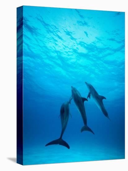 Atlantic Spotted Dolphins Underwater-Stuart Westmorland-Stretched Canvas