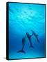 Atlantic Spotted Dolphins Underwater-Stuart Westmorland-Framed Stretched Canvas
