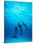 Atlantic Spotted Dolphins Underwater-Stuart Westmorland-Stretched Canvas