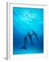 Atlantic Spotted Dolphins Underwater-Stuart Westmorland-Framed Premium Photographic Print