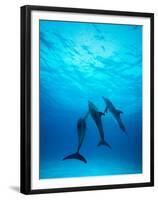 Atlantic Spotted Dolphins Underwater-Stuart Westmorland-Framed Premium Photographic Print