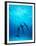 Atlantic Spotted Dolphins Underwater-Stuart Westmorland-Framed Premium Photographic Print