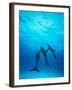 Atlantic Spotted Dolphins Underwater-Stuart Westmorland-Framed Premium Photographic Print