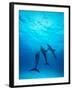 Atlantic Spotted Dolphins Underwater-Stuart Westmorland-Framed Premium Photographic Print