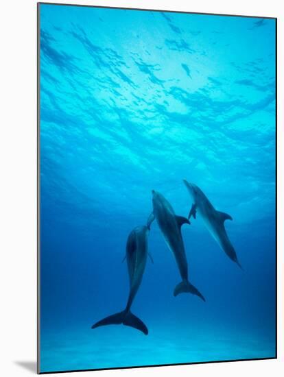 Atlantic Spotted Dolphins Underwater-Stuart Westmorland-Mounted Premium Photographic Print