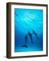 Atlantic Spotted Dolphins Underwater-Stuart Westmorland-Framed Photographic Print