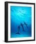 Atlantic Spotted Dolphins Underwater-Stuart Westmorland-Framed Photographic Print