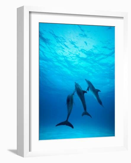 Atlantic Spotted Dolphins Underwater-Stuart Westmorland-Framed Photographic Print