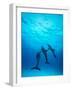 Atlantic Spotted Dolphins Underwater-Stuart Westmorland-Framed Photographic Print