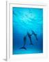 Atlantic Spotted Dolphins Underwater-Stuart Westmorland-Framed Photographic Print