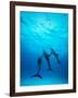 Atlantic Spotted Dolphins Underwater-Stuart Westmorland-Framed Photographic Print