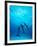 Atlantic Spotted Dolphins Underwater-Stuart Westmorland-Framed Photographic Print