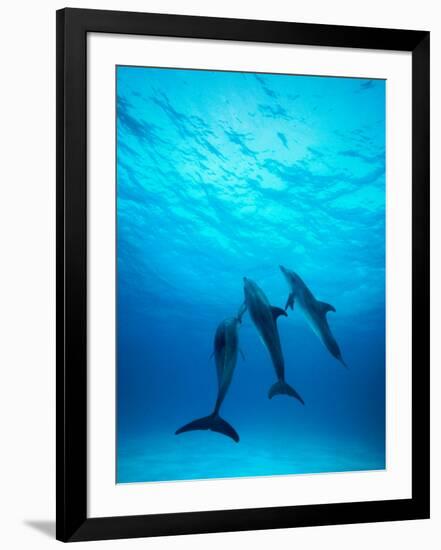 Atlantic Spotted Dolphins Underwater-Stuart Westmorland-Framed Photographic Print