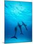 Atlantic Spotted Dolphins Underwater-Stuart Westmorland-Mounted Photographic Print