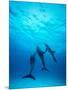 Atlantic Spotted Dolphins Underwater-Stuart Westmorland-Mounted Photographic Print