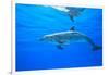 Atlantic Spotted Dolphins, White Sand Ridge, Bahamas Bank, Bahamas, Caribbean-Stuart Westmorland-Framed Photographic Print