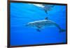 Atlantic Spotted Dolphins, White Sand Ridge, Bahamas Bank, Bahamas, Caribbean-Stuart Westmorland-Framed Photographic Print