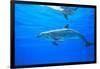 Atlantic Spotted Dolphins, White Sand Ridge, Bahamas Bank, Bahamas, Caribbean-Stuart Westmorland-Framed Photographic Print