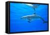 Atlantic Spotted Dolphins, White Sand Ridge, Bahamas Bank, Bahamas, Caribbean-Stuart Westmorland-Framed Stretched Canvas