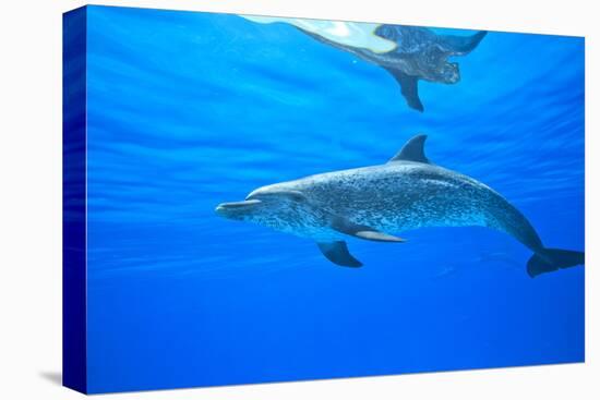 Atlantic Spotted Dolphins, White Sand Ridge, Bahamas Bank, Bahamas, Caribbean-Stuart Westmorland-Stretched Canvas