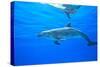 Atlantic Spotted Dolphins, White Sand Ridge, Bahamas Bank, Bahamas, Caribbean-Stuart Westmorland-Stretched Canvas