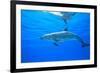 Atlantic Spotted Dolphins, White Sand Ridge, Bahamas Bank, Bahamas, Caribbean-Stuart Westmorland-Framed Photographic Print