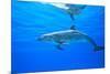 Atlantic Spotted Dolphins, White Sand Ridge, Bahamas Bank, Bahamas, Caribbean-Stuart Westmorland-Mounted Photographic Print