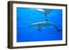 Atlantic Spotted Dolphins, White Sand Ridge, Bahamas Bank, Bahamas, Caribbean-Stuart Westmorland-Framed Photographic Print