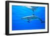 Atlantic Spotted Dolphins, White Sand Ridge, Bahamas Bank, Bahamas, Caribbean-Stuart Westmorland-Framed Photographic Print