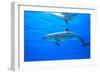 Atlantic Spotted Dolphins, White Sand Ridge, Bahamas Bank, Bahamas, Caribbean-Stuart Westmorland-Framed Photographic Print