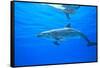 Atlantic Spotted Dolphins, White Sand Ridge, Bahamas Bank, Bahamas, Caribbean-Stuart Westmorland-Framed Stretched Canvas