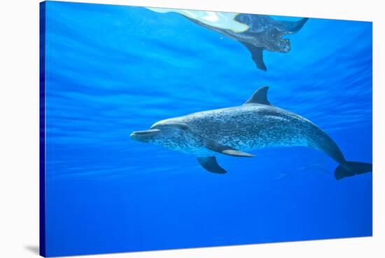 Atlantic Spotted Dolphins, White Sand Ridge, Bahamas Bank, Bahamas, Caribbean-Stuart Westmorland-Stretched Canvas