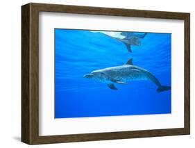 Atlantic Spotted Dolphins, White Sand Ridge, Bahamas Bank, Bahamas, Caribbean-Stuart Westmorland-Framed Photographic Print