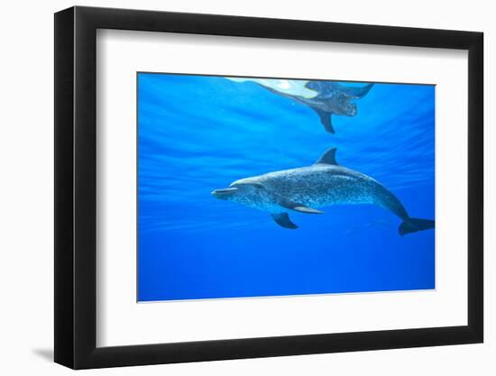 Atlantic Spotted Dolphins, White Sand Ridge, Bahamas Bank, Bahamas, Caribbean-Stuart Westmorland-Framed Photographic Print