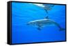 Atlantic Spotted Dolphins, White Sand Ridge, Bahamas Bank, Bahamas, Caribbean-Stuart Westmorland-Framed Stretched Canvas