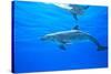 Atlantic Spotted Dolphins, White Sand Ridge, Bahamas Bank, Bahamas, Caribbean-Stuart Westmorland-Stretched Canvas