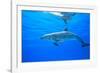 Atlantic Spotted Dolphins, White Sand Ridge, Bahamas Bank, Bahamas, Caribbean-Stuart Westmorland-Framed Photographic Print