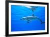 Atlantic Spotted Dolphins, White Sand Ridge, Bahamas Bank, Bahamas, Caribbean-Stuart Westmorland-Framed Photographic Print