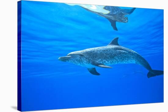 Atlantic Spotted Dolphins, White Sand Ridge, Bahamas Bank, Bahamas, Caribbean-Stuart Westmorland-Stretched Canvas